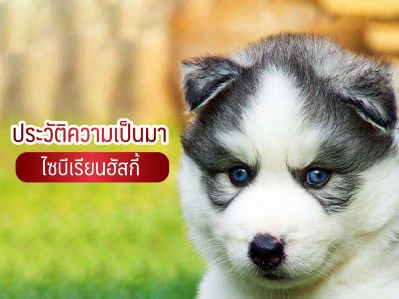 ประวัติความเป็นมา ไซบีเรียน ฮัสกี้ - ไซบีเรียนฮัสกี้ ฟาร์มไซบีเรียนที่ดีที่สุดในไทย  ติดต่อสอบถาม 0819119104