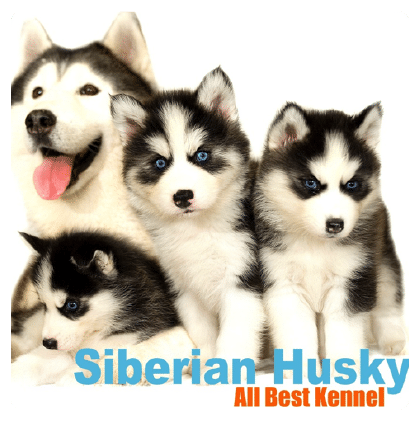 ประวัติของฟาร์มสุนัข ไซบีเรียน ฮัสกี้ ที่ใหญ่ที่สุด - All Best Kennel