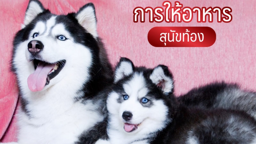 การให้อาหาร สุนัขท้อง - ไซบีเรียน