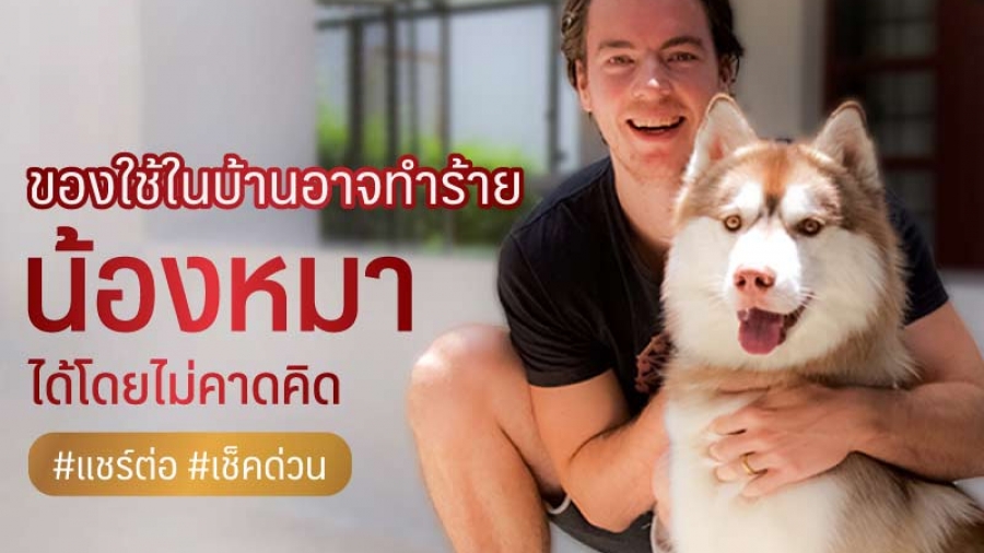 ของใช้ในบ้านอาจทำร้ายน้องหมาโดยไม่คาดคิด - ไซบีเรียน