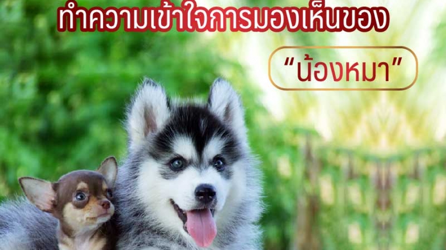 ทำความเข้าใจการมองเห็นของน้องหมา - ไซบีเรียน