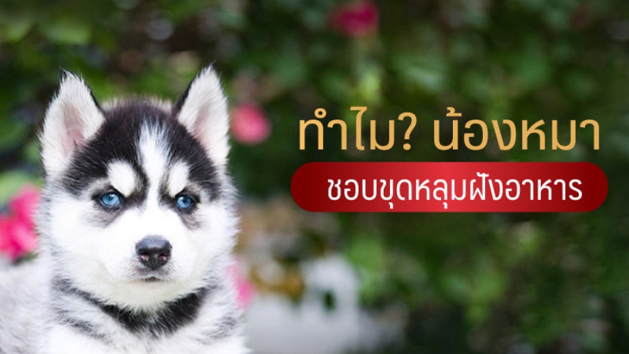 ทำไมน้องหมาชอบขุดหลุมฝังอาหาร - ไซบีเรียน