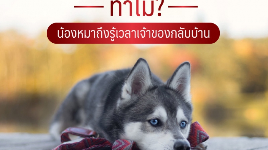 ทำไมน้องหมาถึงรู้เวลาเจ้าของกลับบ้าน - ไซบีเรียน