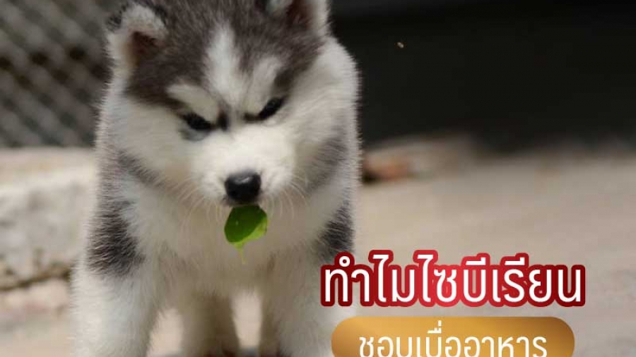 ทำไมไซบีเรียนชอบเบื่ออาหาร