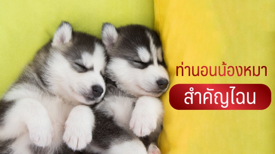 ท่านอนน้องหมาสำคัญไฉน - ไซบีเรียน