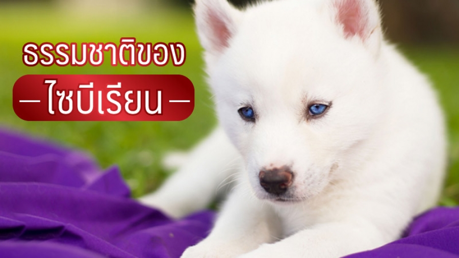 ธรรมชาติของ ไซบีเรียน