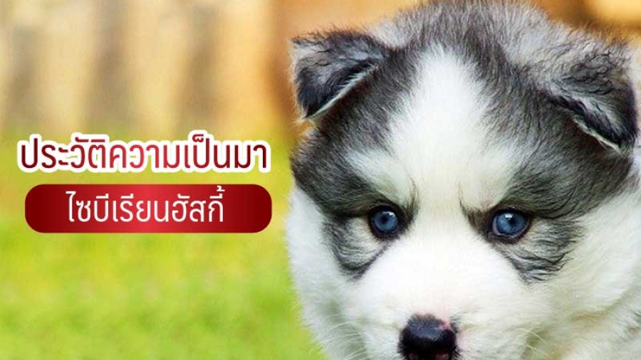 ประวัติความเป็นมา ไซบีเรียน ฮัสกี้