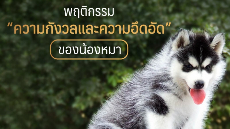 พฤติกรรม ความกังวล และความอึดอัดของน้องหมา - ไซบีเรียน