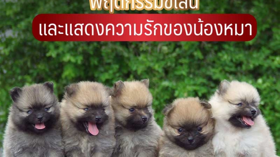 พฤติกรรมขี้เล่น และแสดงความรักของน้องหมา - ไซบีเรียน