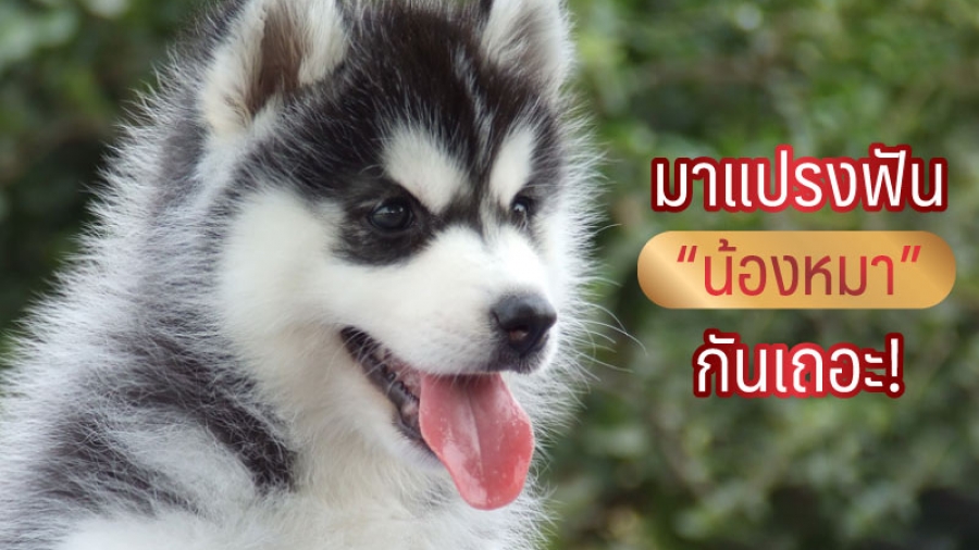 มาแปลงฟันน้องหมากันเถอะ - ไซบีเรียน