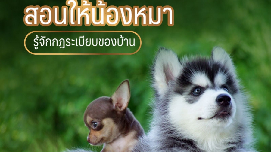 สอนให้น้องหมา รู้จักกฏระเบียบของบ้าน - ไซบีเรียน