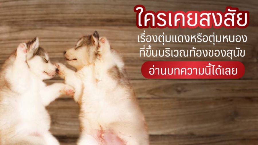 ใครเคยสงสัยเรื่องตุ่มแดงหรือตุ่มหนองที่ขึ้นบริเวณท้องของสุนัข - ไซบีเรียน